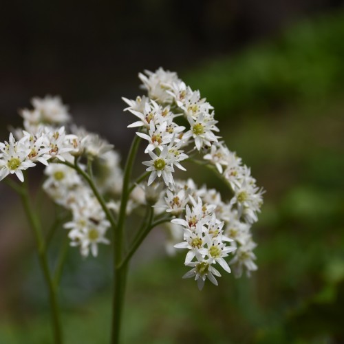 Aceriphyllum Rossii / Ahornblad
