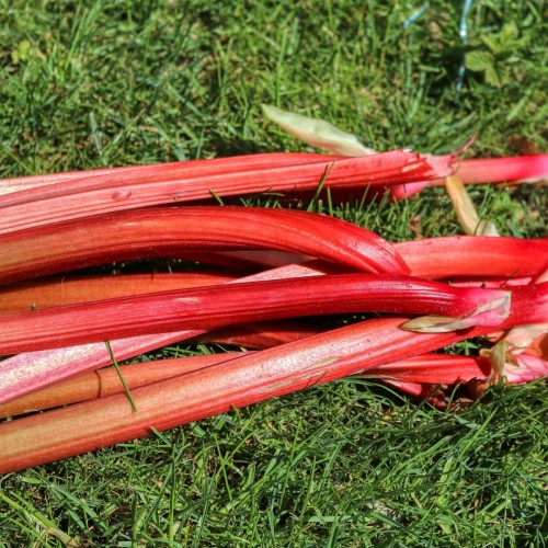 Jordbærrabarber / Rheum rhaponticum Red Champagne