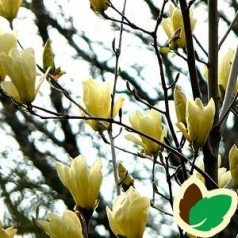 Magnolia Yellow River / Magnolia