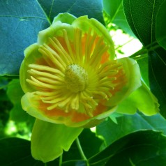 Liriodendron tulipifera - Alm. Tulipantræ