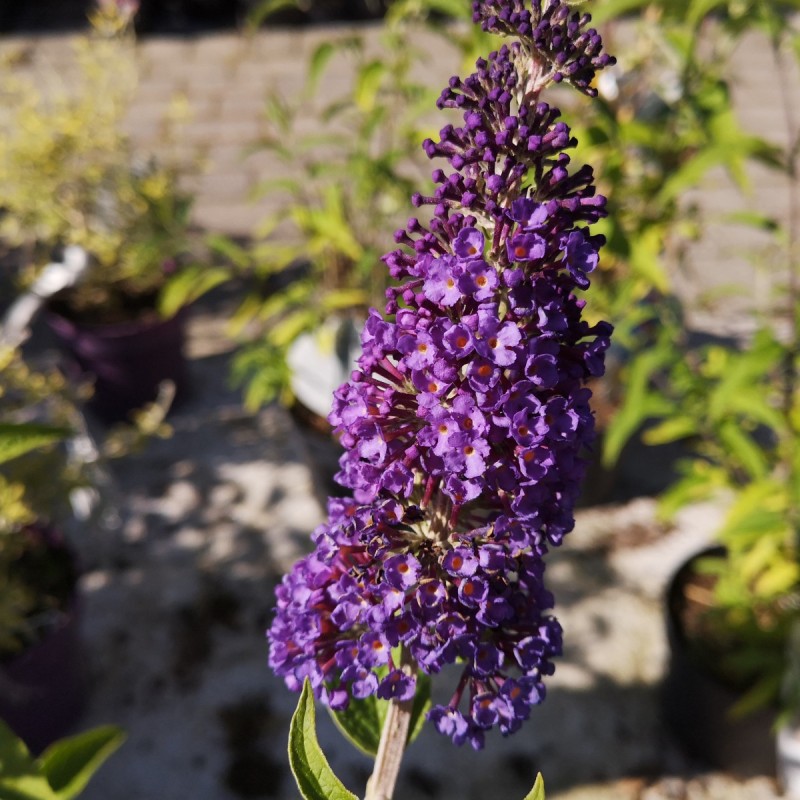 Buddleja davidii Empire Blue / Sommerfuglebusk