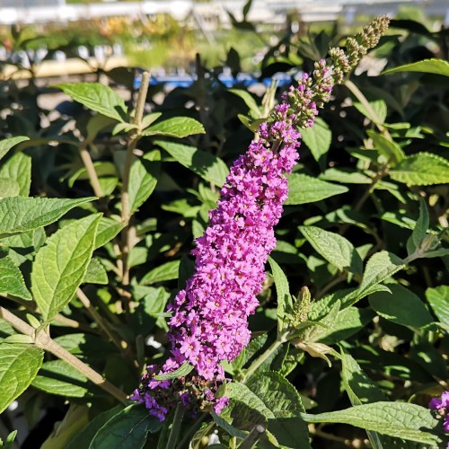 Buddleja davidii Lo & Behold Pink Micro Chip - Dværg Sommerfuglebusk