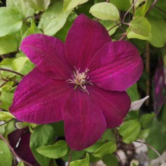 Clematis Rouge Cardinal / Klematis