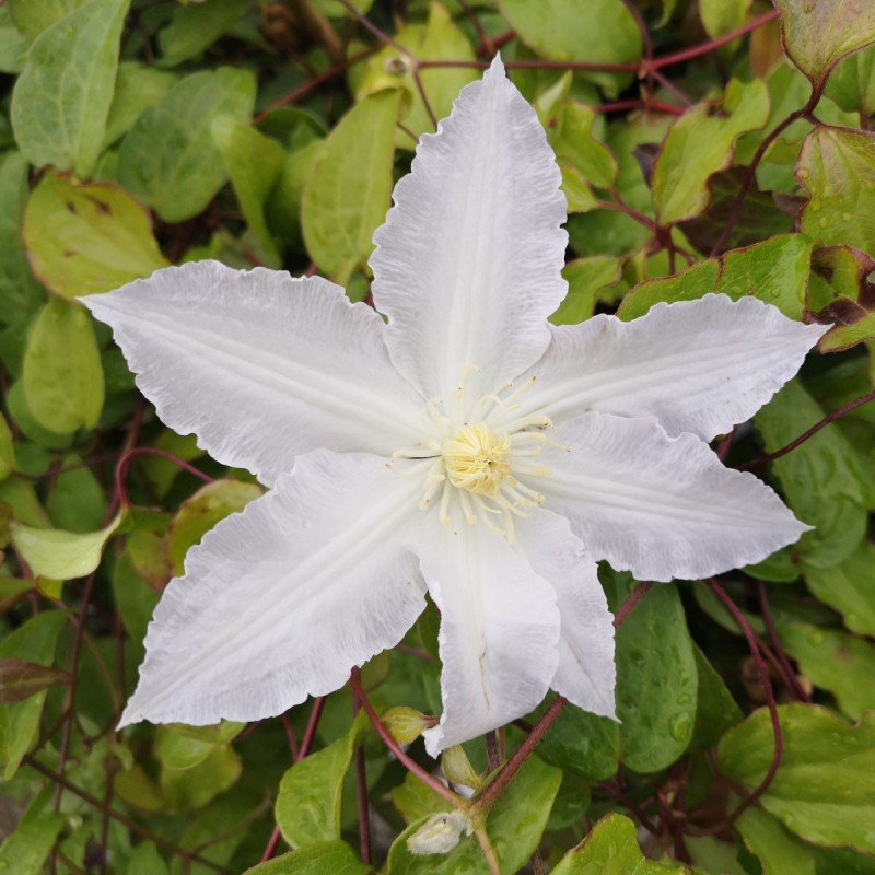 Клематис snow queen фото