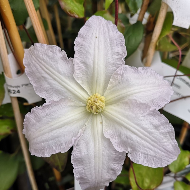 Клематис snow queen фото