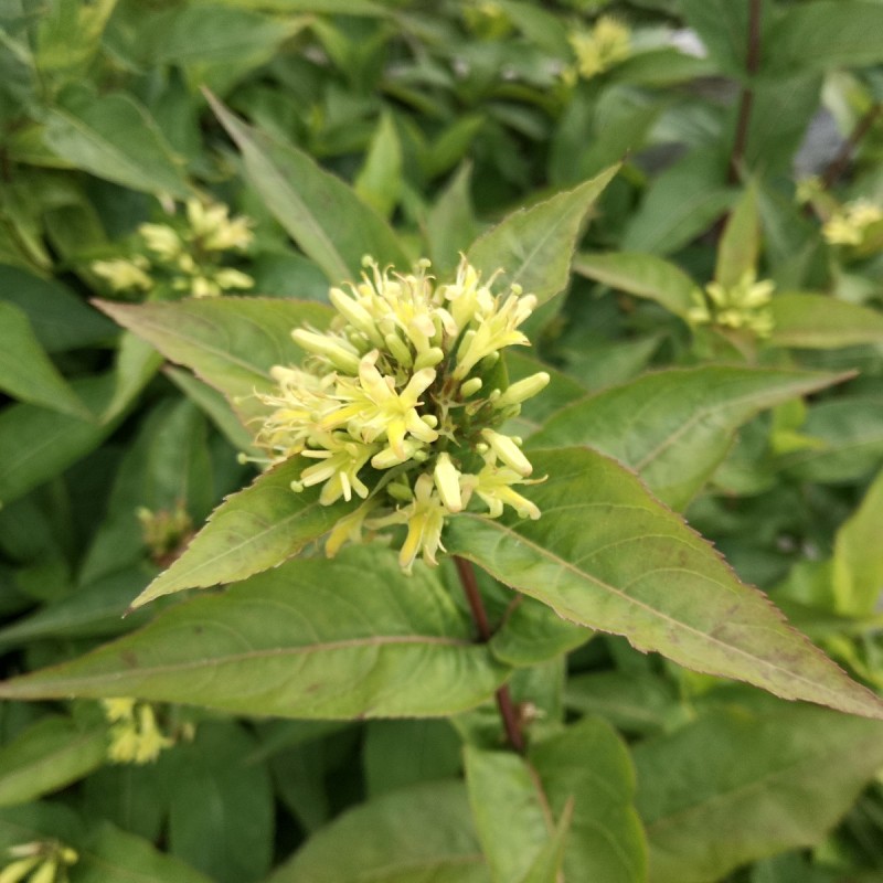 Diervilla sessilifolia Butterfly - Kanadisk klokkebusk
