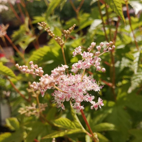 Filipendula purpurea Elegans - Mjødurt