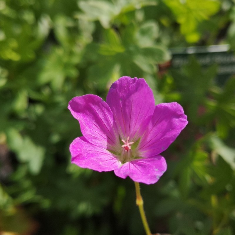 Geranium sanguineum Ankums Pride - Storkenæb