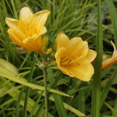 Hemerocallis hybrid Stella d'Oro / Daglilje