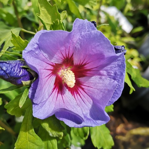 Hibiscus syriacus Oiseau Bleu / Syrisk Rose