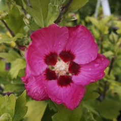 Hibiscus syriacus Woodbridge / Syrisk Rose