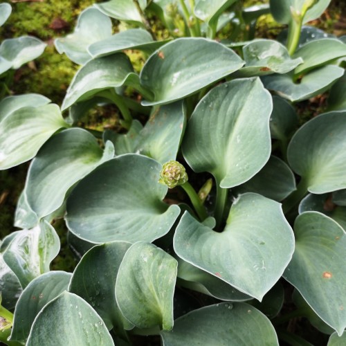 Hosta hybrid Blue Mouse Ears / Funkia
