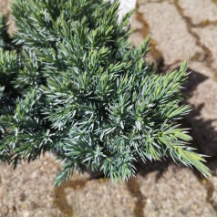 Juniperus squamata Blue Star - Pindsvinegran