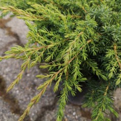 Juniperus communis Green Carpet - Krybende Ene