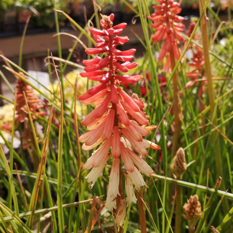 Kniphofia hybrid Orange Vanilla Popsicle - Raketblomst