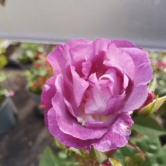 Rose Blue for You / Buketrose