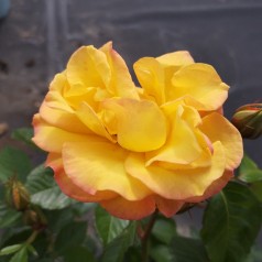 Rose Goldmarie / Buketrose