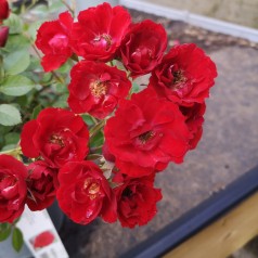 Rose Intense Cover - Bunddække rose Towne- og Country