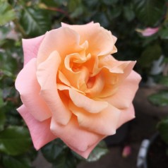 Rose Kalmar - Slotsrose