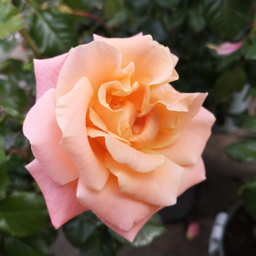 Rose Kalmar - Slotsrose