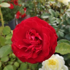 Rose Kronborg - Slotsrose