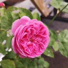 Rose Louise Odier / Buskrose