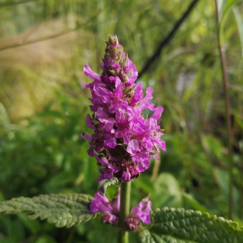 Stachys grandiflora Superba / Havebetonia