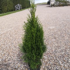 Thuja occidentalis Smaragd / 60-80 cm.