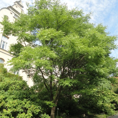 Phellodendron amurense - Korktræ