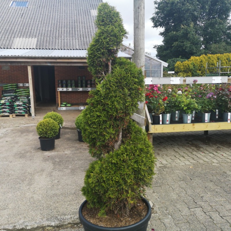 Thuja Spiral Cm Thuja Occidentalis Smaragd