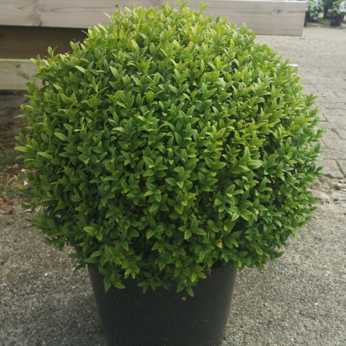 Kuglebuksbom 40 cm - Buxus sempervirens