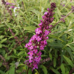 Buddleja davidii Free Petite Dark Pink