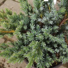 Juniperus squamata Meyeri - Enebær