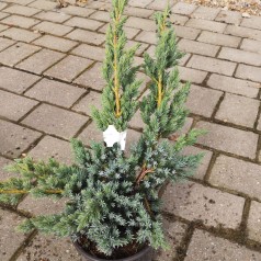 Juniperus squamata Meyeri - Enebær