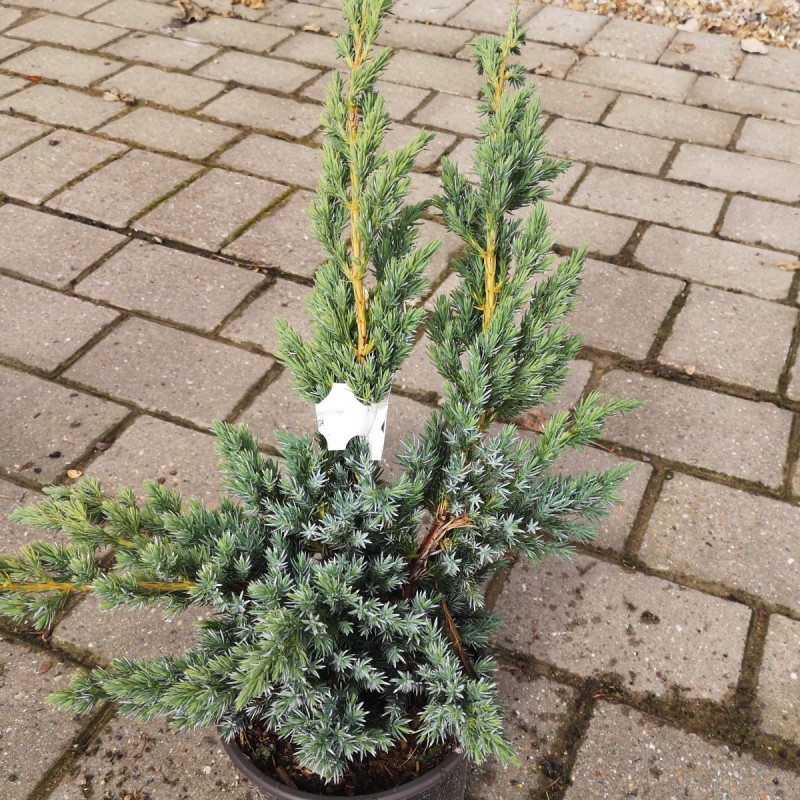 Juniperus squamata Meyeri - Enebær