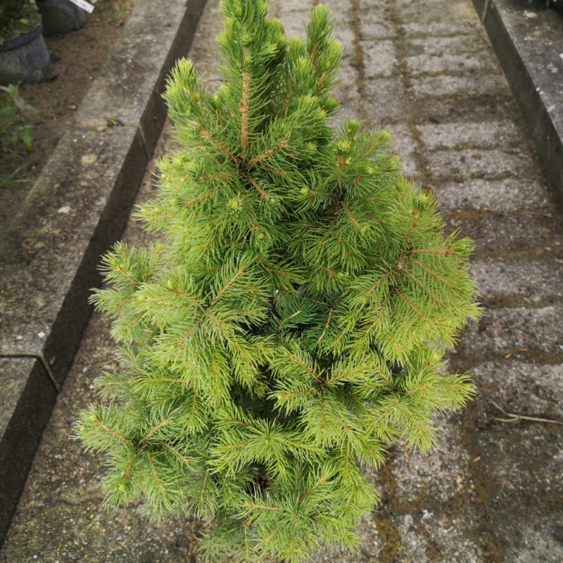 Picea glauca Conica - Sukkertop / 40-50 cm.