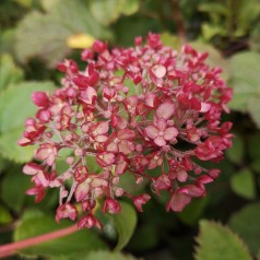 Hydrangea arborescens BellaRagazza Mauvette - Hortensia