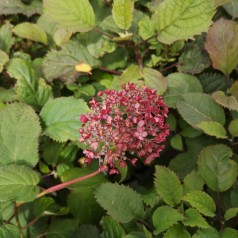 Hydrangea arborescens BellaRagazza Mauvette - Hortensia