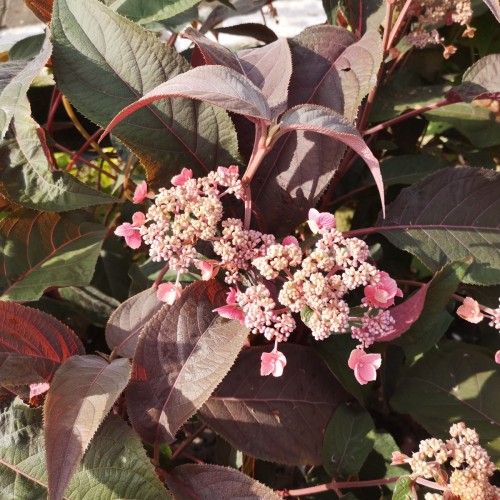 Hydrangea aspera Hot Chocolate - Fløjls Hortensia