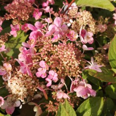 Hydrangea paniculata Early Sensation - Syrenhortensia