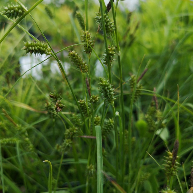 Carex flava / Gul Star