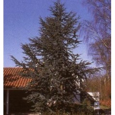 Cedrus libani Glauca - Blå Atlasceder // 100-125 cm.