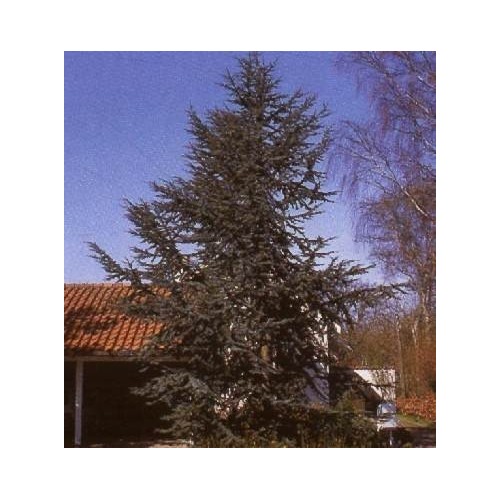 Cedrus libani Glauca - Blå Atlasceder // 100-125 cm.