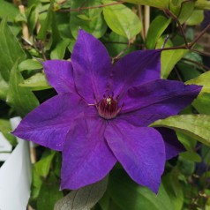 Clematis The President / Klematis