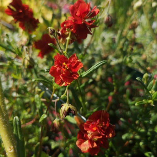 Helianthemum hybrid Amabile Plenum / Soløje