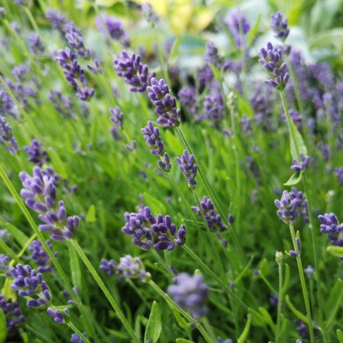 Lavandula angustifolia Essence Purple / Lavendel