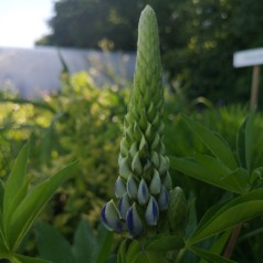 Lupinus polyphyllus Gallery Blue Shades / Lupin