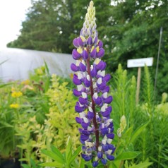 Lupinus polyphyllus Gallery Blue Shades / Lupin