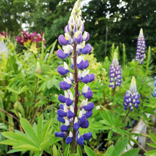 Lupinus polyphyllus Kastellan / Lupin