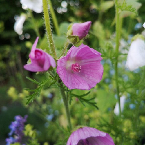 Malva moschata / Moskus Katost